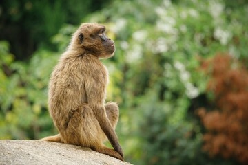 Side view of a Gelada baboon sitting on a rock with a blurred green forest background