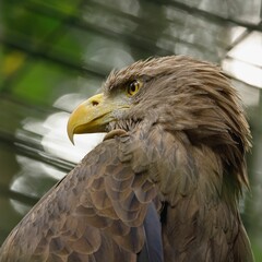 Close-up of a majestic eagle with sharp yellow beak and detailed feathers