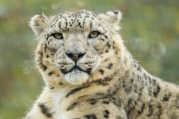 Close-up of a majestic snow leopard with a blurred natural background