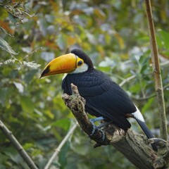 Vibrant toucan perched on a tree branch in a lush tropical forest