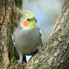 Close-up of a cockatiel perched on a tree branch