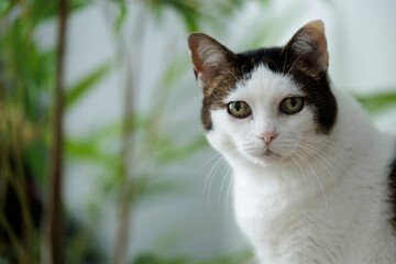 Cute common cat sitting on the furniture in the living room at home, looking at the camera between the leaves of the plant. Foreground. Close up.