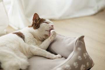 Tabby cat peacefully grooming himself with his eyes closed on his bed. Warm and cozy atmosphere in the pet's home, peace of mind and satisfaction for the cat.