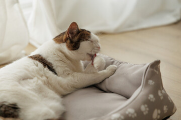 Tabby cat peacefully grooming himself with his eyes closed on his bed. Warm and cozy atmosphere in the pet's home, peace of mind and satisfaction for the cat.