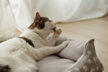 Tabby cat peacefully grooming himself with his eyes closed on his bed. Warm and cozy atmosphere in the pet's home, peace of mind and satisfaction for the cat.