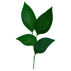Obraz premium Minimal Aglaonema Lipstick Leaves Illustration - Transparent Background