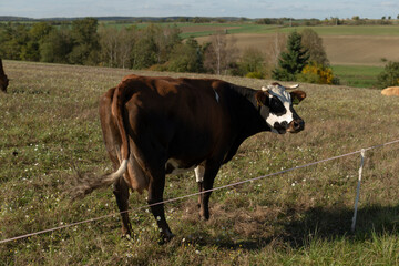 A large cow is peacefully standing in a lush grassy field, situated behind a wooden fence that provides a sense of separation
