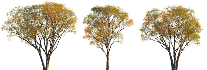 Autumn Salix caroliniana frontal set of large trees isolated png on a transparent background perfectly cutout sunset lighting (Carolina, Coastal Plain, Swamp Willow) © Roman