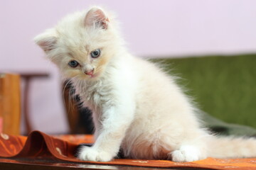 Fototapeta premium kitten on a white background