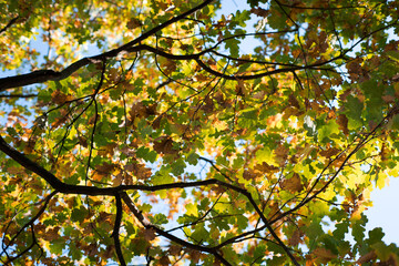 Obraz premium Autumn leaves on trees in beautiful colors. 