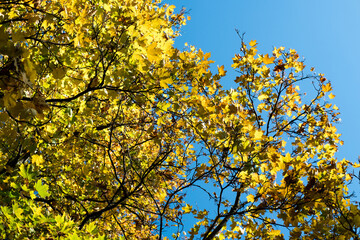 Autumn leaves on trees in beautiful colors.
