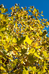Autumn leaves on trees in beautiful colors.
