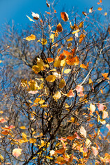 Autumn leaves on trees in beautiful colors.
