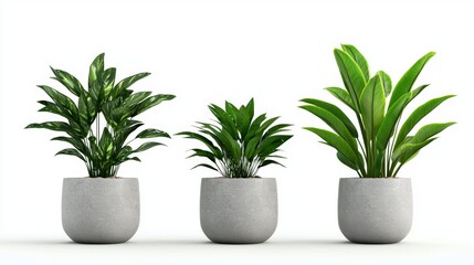 Modern Green Indoor Plants in Minimalist Pots