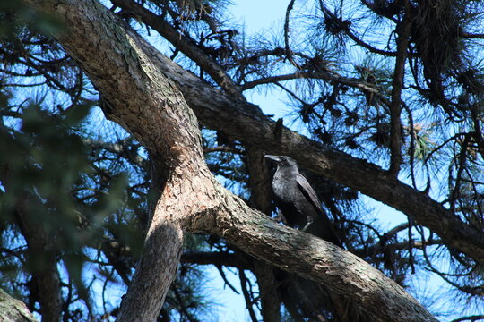 Corbeau noir 