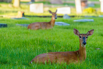 Digital Print | Deer Resting in Grassy Field with the Departed