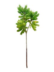 Green Tropical Tree Isolated on White Background