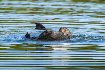 池に浮かぶホシハジロ