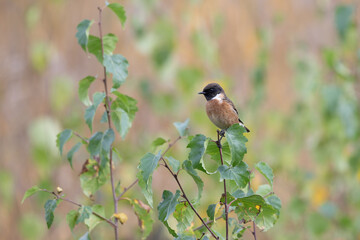 Male Stone Chat, Saxicola rubecola, perched on a bush