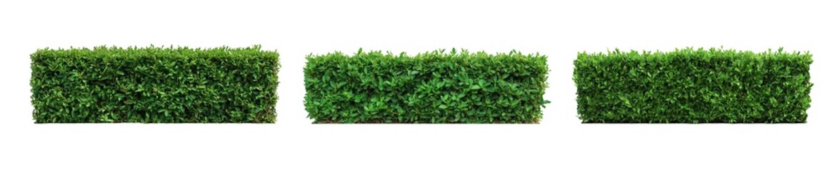 Obraz premium Collection set of green hedges isolated on transparent or white background, png