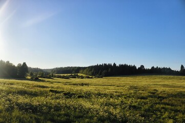 landscape with grass and sky