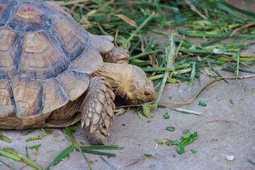 A hungry Sulcata Tortoise is enjoy eating grass on the floor
