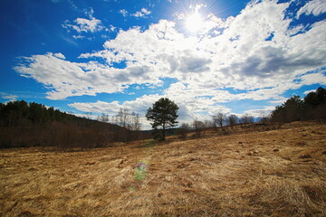 landscape with trees and clouds