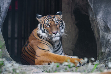 Indochinese or Bengal Tiger sit in a cave with eye contact