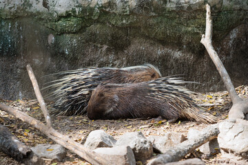 A couple of porcupines sleeping quietly