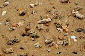 Tropical beach shells