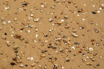 Tropical beach shells