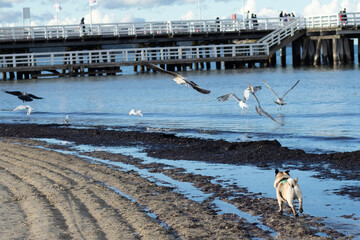 pies goniący ptaki nad morzem © Aleksandra