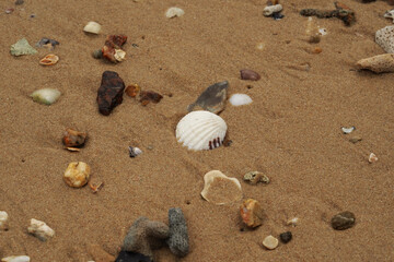 Tropical beach shells
