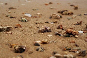 Tropical beach shells