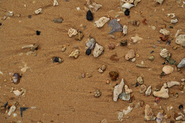 Tropical beach shells