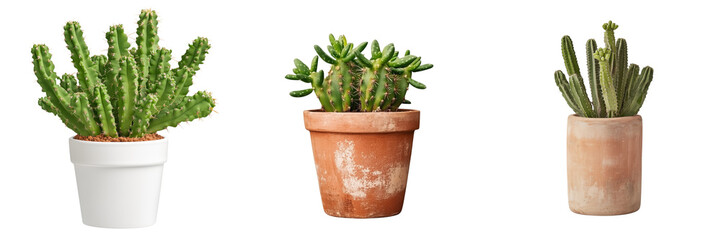 Vibrant cactus in a modern white pot on a transparent background