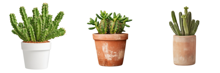 Vibrant cactus in a modern white pot on a transparent background