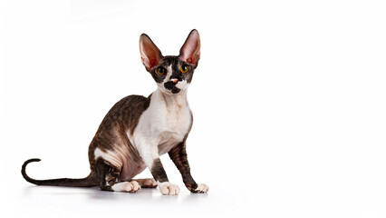 Cornish Rex cat sitting on a white background