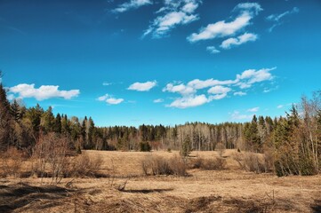 forest and sky