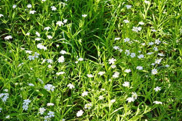 white flowers in the grass with sunlight wallpaper banner 