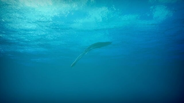 A giant deep-sea squid rises to the surface of the ocean