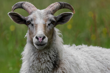 Portrait of a Old Norwegian Sheep in a meadow