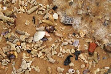 Tropical beach shells
