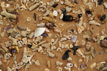 Tropical beach shells