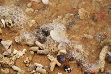 Tropical beach shells