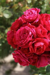 red roses in garden