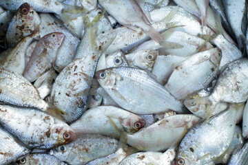 fresh fish on the market