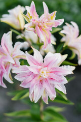 Pink flower Lilium Magic Star in garden at summer