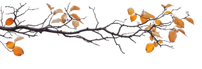 Autumn arrangements of colorful dried twigs and leaves