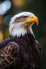 Obraz premium A majestic bald eagle stands proud, captured in a stunning close-up showing its fierce gaze and plumage.